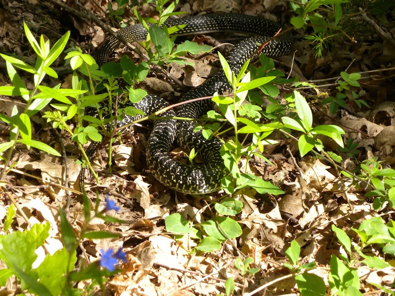 Quale specie? - Hierophis viridiflavus